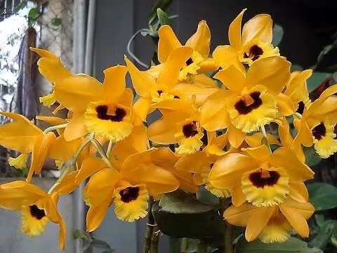 6. Lan Hoàng thảo Tam Đảo: Tên khoa học Dendrobium daoense. Đặc điểm: Ra hoa vào tháng 4-6, tái sinh bằng chồi và hạt, mọc bám trên các thân cây gỗ lớn trong rừng, ở độ cao 900-1.200m. Phân bố ở Thái Nguyên, Vĩnh Phúc.