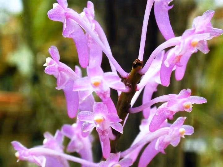 14. Lan tiểu hoàng đỏ, hay còn có tên lan dáng hương hồng nhạn. Tên khoa học Aerides rubesscens. Đặc điểm: Nở hoa vào tháng 4, sống bám trên thân và cành cây gỗ trong rừng rậm nhiệt đới, ở độ cao khoảng 1.000-1.800m. Phân bố: Mới chỉ gặp được tỉnh Lâm Đồng.
