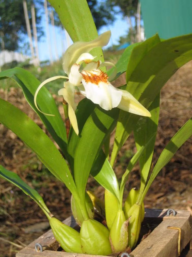 13. Lan thanh đạm: Tên khoa học Coelogyne eberhardtii. Đặc điểm: Sống bám trên các cây gỗ trong rừng thưa, rừng thông, ở độ cao 1.400 – 2.150m, tái sinh bằng chồi và hạt. Phân bố: Mới tìm thấy ở Lâm Đồng.