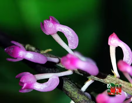 12. Lan mật khẩu giả: Tên khoa học Cleisostomopsis eberhardtii. Đặc điểm: Sống bám trên thân và cành thông hay một số cây gỗ khác trong rừng mưa nhiệt đới, ở độ cao khoảng 1.400 – 1.800m. Phân bố: Đà Lạt, Lâm Đồng.