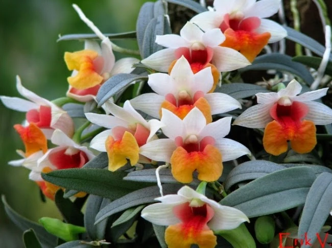 4. Lan Hoàng thảo bạch hỏa hoàng: Tên khoa học Dendrobium bellatulum. Đặc điểm: Ra hoa vào tháng 7-8. Tái sinh bằng chồi và hạt, mọc bám trên các thân cây gỗ lớn trong rừng (kể cả cây thông già), ở độ cao 600 - 1.500m. Phân bố: Trong nước tại Kon Tum, Lâm Đồng; Thế giới ở Ấn Độ, Trung Quốc, Myanma, Thái Lan, Lào.