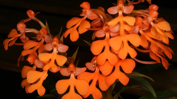 10. Lan kiến cò: Tên khoa học Habenaria praetermissa. Đặc điểm: Ra hoa tháng 10, tái sinh bằng chồi và hạt, mọc rải rác trong rừng, độ cao ở 100-200m. Phân bố: Trong nước: Hà Nam; Thế giới: Trung Quốc.