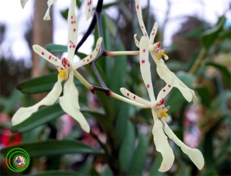 9. Lan huyết Nhung trung: Tên khoa học Renanthera annamensis. Đặc điểm: Tái sinh bằng chồi và hạt, Sống bám trên các cây gỗ lớn trong rừng rậm nhiệt đới, ở độ cao khoảng 1.200-1.600m. Phân bố: Lâm Đồng (Đà Lạt).