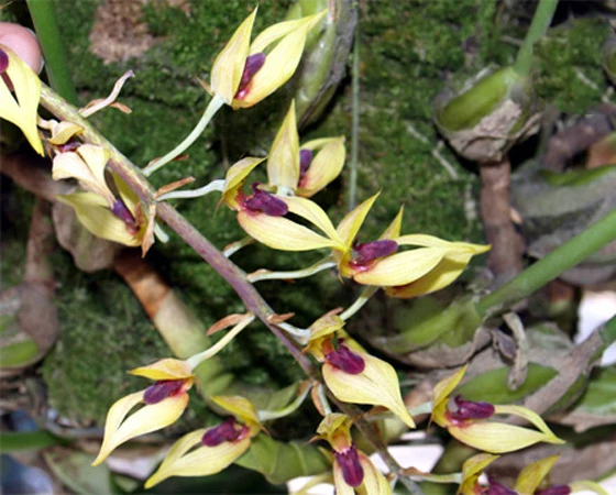 2. Lan đơn hành 2 màu: Tên khoa học Monomeria dichroma. Đặc điểm: Ra hoa tháng 4. Tái sinh bằng chồi và hạt, mọc rải rác ở độ cao 700 – 2.250m. Phân bố: Cao Bằng (Trà Lĩnh, Thăng Heng), Lâm Đồng (Đà Lạt, Lang Bian, Bì Đúp, Braian, Di Linh), Khánh Hòa (Nha Trang), Kontum (Ngọc Linh, Đắk Ban Khong), Trung Bộ (Nho Kbang).