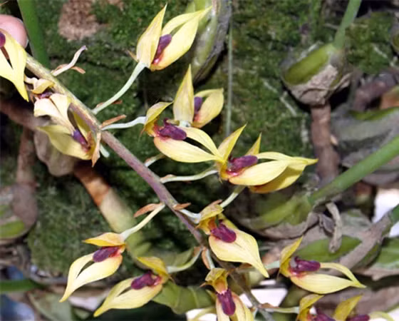 2. Lan đơn hành 2 màu: Tên khoa học Monomeria dichroma. Đặc điểm: Ra hoa tháng 4. Tái sinh bằng chồi và hạt, mọc rải rác ở độ cao 700 – 2.250m. Phân bố: Cao Bằng (Trà Lĩnh, Thăng Heng), Lâm Đồng (Đà Lạt, Lang Bian, Bì Đúp, Braian, Di Linh), Khánh Hòa (Nha Trang), Kontum (Ngọc Linh, Đắk Ban Khong), Trung Bộ (Nho Kbang).