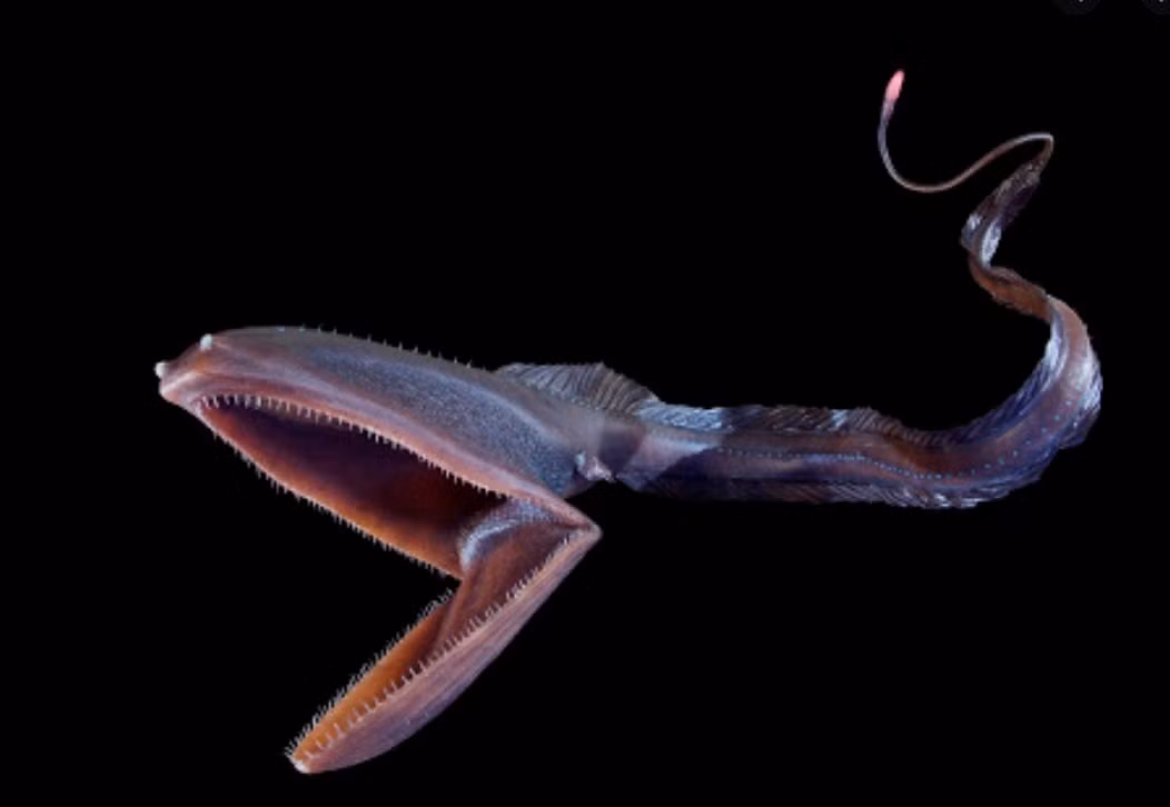 5.Cá chình họng túi: Với màu đen và đuôi uốn lượn,chúng di chuyển nhanh chóng ở vùng nước giữa của phía đông Thái Bình Dương. Mặc dù có thân hình mảnh khảnh, miệng của chúng có thể đột nhiên mở rộng như bong bóng xà phòng, cho phép nó xúc những con mồi lớn hơn nhiều. Tuy nhiên, nó chủ yếu ăn các loài giáp xác nhỏ do có những chiếc răng nhỏ. Ảnh: Vikram's Bugs and Animals - Substack 