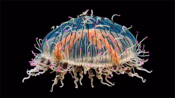 Sứa mũ hoa, mặc dù hiếm, đôi khi xuất hiện theo nhóm lớn được gọi là nở hoa. Điều này xảy ra khi nhiệt độ nước tăng tạo ra nhiều thức ăn hơn cho sứa, dẫn đến sự gia tăng quần thể. Mặc dù vết đốt của sứa mũ hoa không gây tử vong cho con người, nhưng nó khá đau và có thể gây phát ban. 