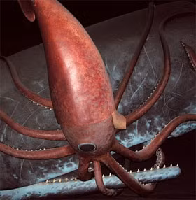 Vào tháng 2 năm 2007, những người đánh cá ở Biển Ross nằm ở phía nam Nam Cực đã vô tình bắt được một trong những sinh vật này. Theo Hoyt, con mực ống khổng lồ này nặng khoảng 495kg và là một trong những con mực ống lớn nhất từng được tìm thấy. 