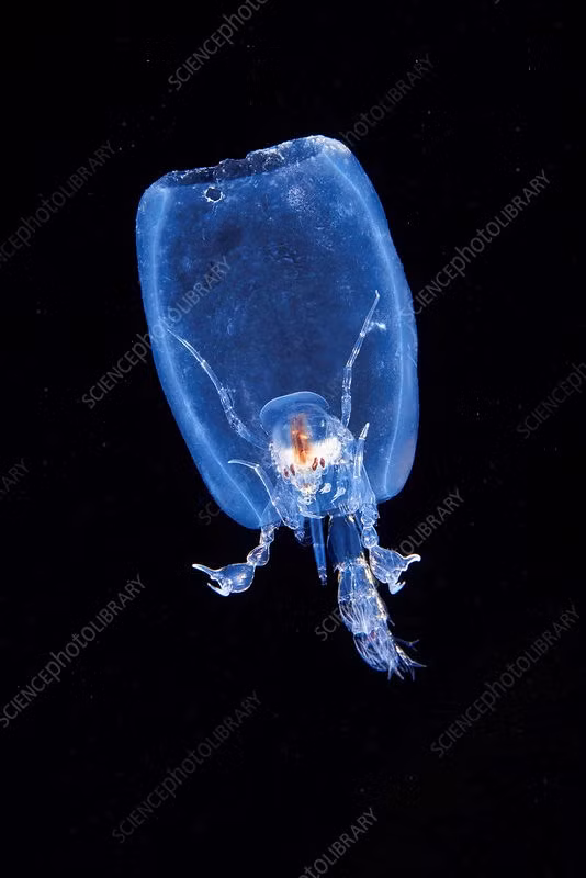 3.Phronima : Phronima sống ở vùng chạng vạng của đại dương trên toàn thế giới, thường ở độ sâu từ 200 đến 1.000 mét dưới bề mặt. Loài giáp xác chân chèo này là loài ký sinh trùng xảo quyệt, có chiều dài chưa đến 2.5cm, chúng săn bắt salp, sinh vật dạng keo giống sứa. Phronima mẹ sử dụng móng vuốt phía trước giống như cua để ăn hết phần bên trong của salp, sống trong vỏ rỗng của nó và đẻ trứng bên trong. Ảnh: Science Photo Library 