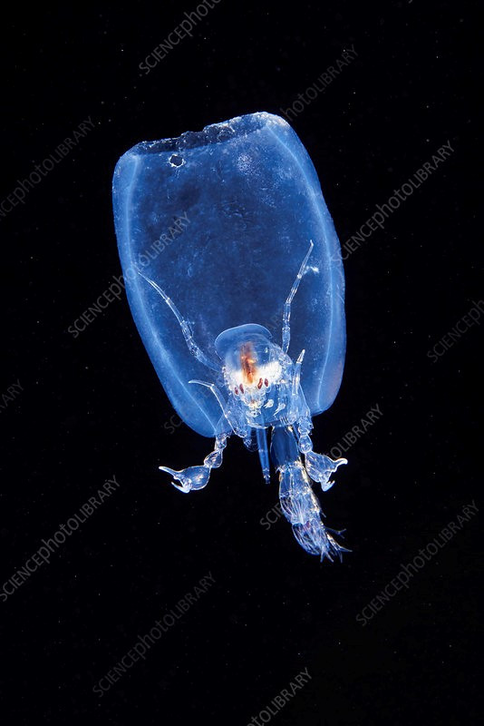 3.Phronima : Phronima sống ở vùng chạng vạng của đại dương trên toàn thế giới, thường ở độ sâu từ 200 đến 1.000 mét dưới bề mặt. Loài giáp xác chân chèo này là loài ký sinh trùng xảo quyệt, có chiều dài chưa đến 2.5cm, chúng săn bắt salp, sinh vật dạng keo giống sứa. Phronima mẹ sử dụng móng vuốt phía trước giống như cua để ăn hết phần bên trong của salp, sống trong vỏ rỗng của nó và đẻ trứng bên trong. Ảnh: Science Photo Library 