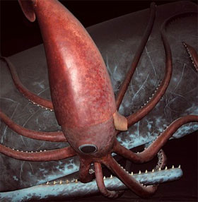 Vào tháng 2 năm 2007, những người đánh cá ở Biển Ross nằm ở phía nam Nam Cực đã vô tình bắt được một trong những sinh vật này. Theo Hoyt, con mực ống khổng lồ này nặng khoảng 495kg và là một trong những con mực ống lớn nhất từng được tìm thấy. 