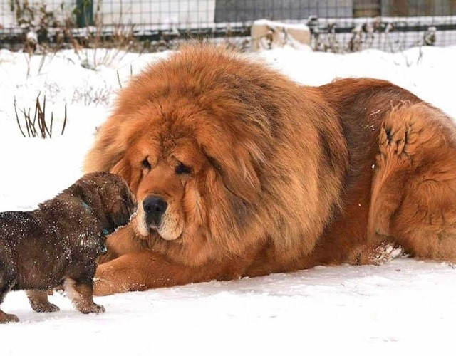 3.Chó Ngao Tây Tạng: 582 nghìn USD. Đây là một trong những chú chó đắt tiền và đáng yêu nhất từng được bán trên thế giới. Nó rất hiếm và thuộc giống chó lớn nhất hành tinh. Giống chó này cao hơn 84 cm và nặng hơn 160 kg. Một con chó ngao Tây Tạng màu trắng thuần khiết thậm chí còn hiếm hơn. Ảnh: Eva.vn