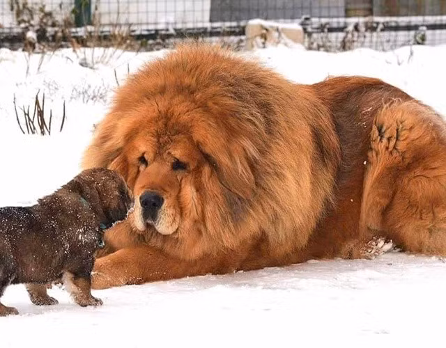 3.Chó Ngao Tây Tạng: 582 nghìn USD. Đây là một trong những chú chó đắt tiền và đáng yêu nhất từng được bán trên thế giới. Nó rất hiếm và thuộc giống chó lớn nhất hành tinh. Giống chó này cao hơn 84 cm và nặng hơn 160 kg. Một con chó ngao Tây Tạng màu trắng thuần khiết thậm chí còn hiếm hơn. Ảnh: Eva.vn