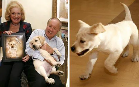 4.Chó Sir Lancelot Encore: 155 nghìn USD. Nino và Edgar Otto yêu chó của mình nhiều hơn những lời có thể diễn tả. Đây là lý do tại sao khi mất đi con vật cưng yêu quý có tên Sir Lancelot vào năm 2008, họ đã quyết định lựa chọn phương pháp nhân bản chó. Ảnh: lumeanimalelor