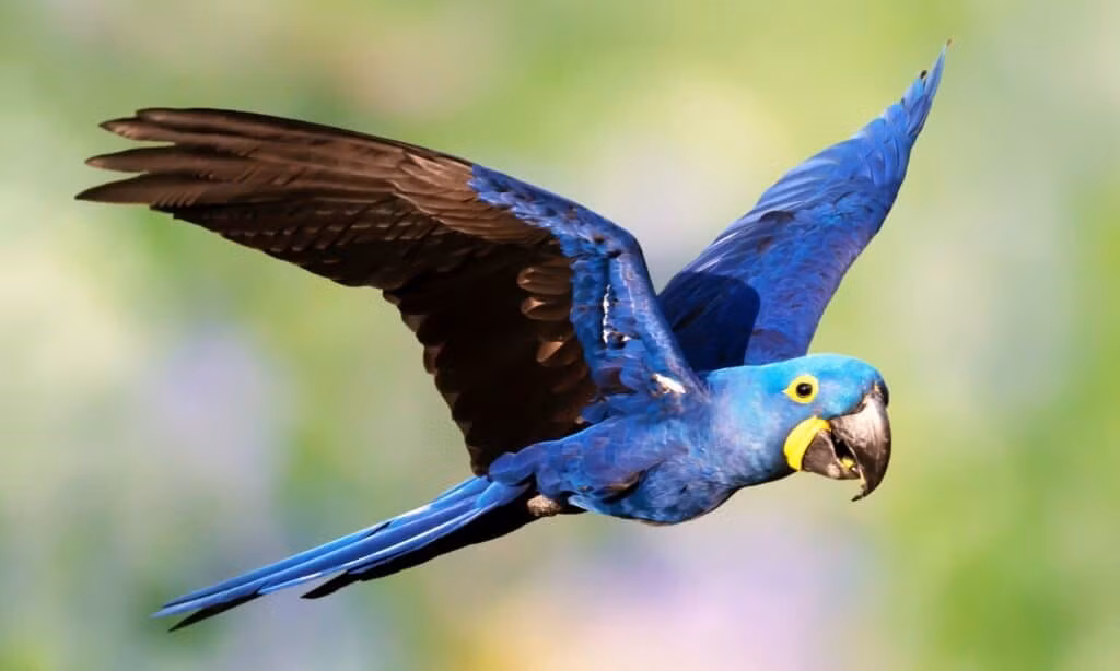 9.Vẹt đuôi dài lam tía:14 nghìn USD. Loài này có nguồn gốc từ miền đông và miền trung Nam Mỹ, là loài vẹt Macaw lớn nhất và cũng là loài vẹt bay lớn nhất hành tinh. Nó có một cái mỏ khỏe để ăn thức ăn tự nhiên, thậm chí dùng mỏ để bẻ gãy quả dừa, hạt mắc ca và vỏ quả hạch Brazil. Ảnh: A-Z Animals