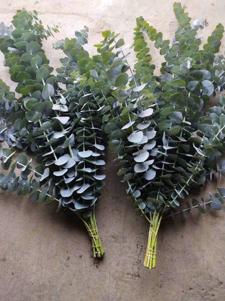 Cây có mùi hương tinh dầu thoang thoảng dễ chịu tạo cảm giác thư giãn, bình yên.