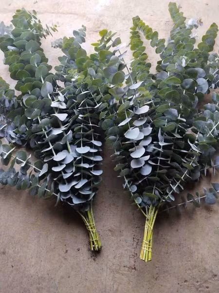 Cây có mùi hương tinh dầu thoang thoảng dễ chịu tạo cảm giác thư giãn, bình yên.