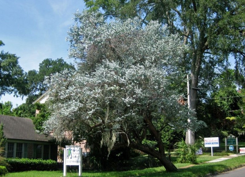 Thậm chí các gia đình ở châu Âu thường trồng cây tiền bạc để cầu tài, mong ước về một cuộc sống đủ đầy, ấm no, nhiều của cải.