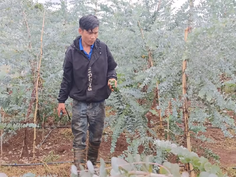 Đây là loại cây trồng mang lại hiệu quả kinh tế cao nên nhiều gia đình mua giống về trồng.