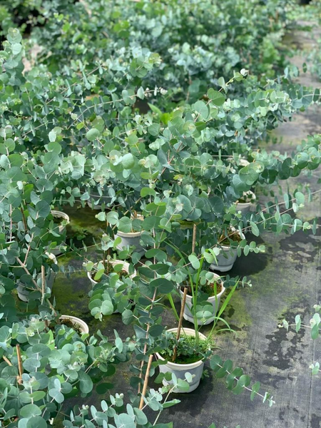 Có thể do xuất xứ từ nước ngoài và có giá trị kinh tế cao nên khi về Việt Nam, loại cây này được người nông dân gọi là "cây đô la".