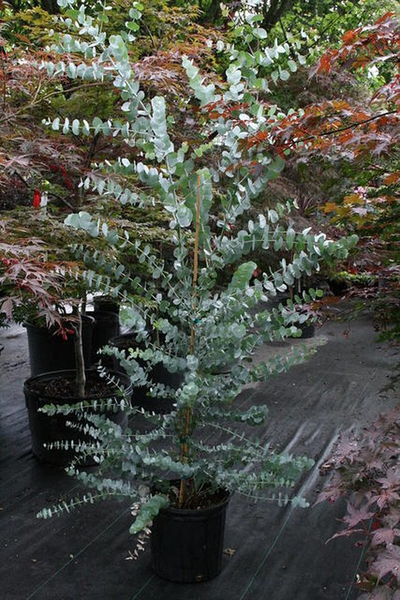 Ngoài ra, cây khuynh diệp mang một ý nghĩa đem lại sự giàu có, may mắn và tiền tài đến với gia chủ. Đồng thời, nó còn thể hiện tình đoàn kết, gắn bó thân thiết của từng thành viên trong gia đình.