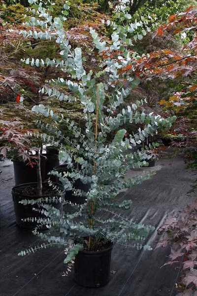 Ngoài ra, cây khuynh diệp mang một ý nghĩa đem lại sự giàu có, may mắn và tiền tài đến với gia chủ. Đồng thời, nó còn thể hiện tình đoàn kết, gắn bó thân thiết của từng thành viên trong gia đình.