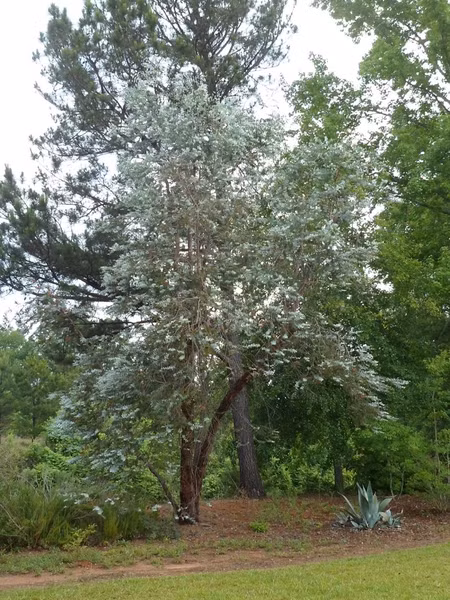 Ở Việt Nam, cây tiền bạc cũng được trồng trang trí tại nhiều nơi, từ văn phòng, nhà ở, sân vườn, trường học đến công viên, công ty...