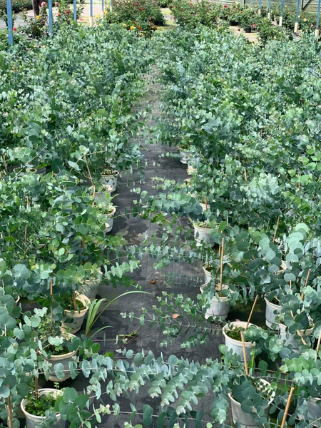 Cây tiền bạc có đặc tính chịu được khô hạn và nắng nóng.