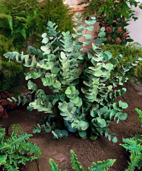 Cây đô la bạc có khá nhiều tên gọi khác nhau như: Cây khuynh diệp, cây bạch đàn, đô la lá bạc, cây tiền bạc… Cây Đô la bạc có tên tiếng Anh là Silver dollar, là loài khá đặc biệt vì lá cây hình tròn màu xanh phủ lớp phấn bạc và có hình dạng như đồng xu.