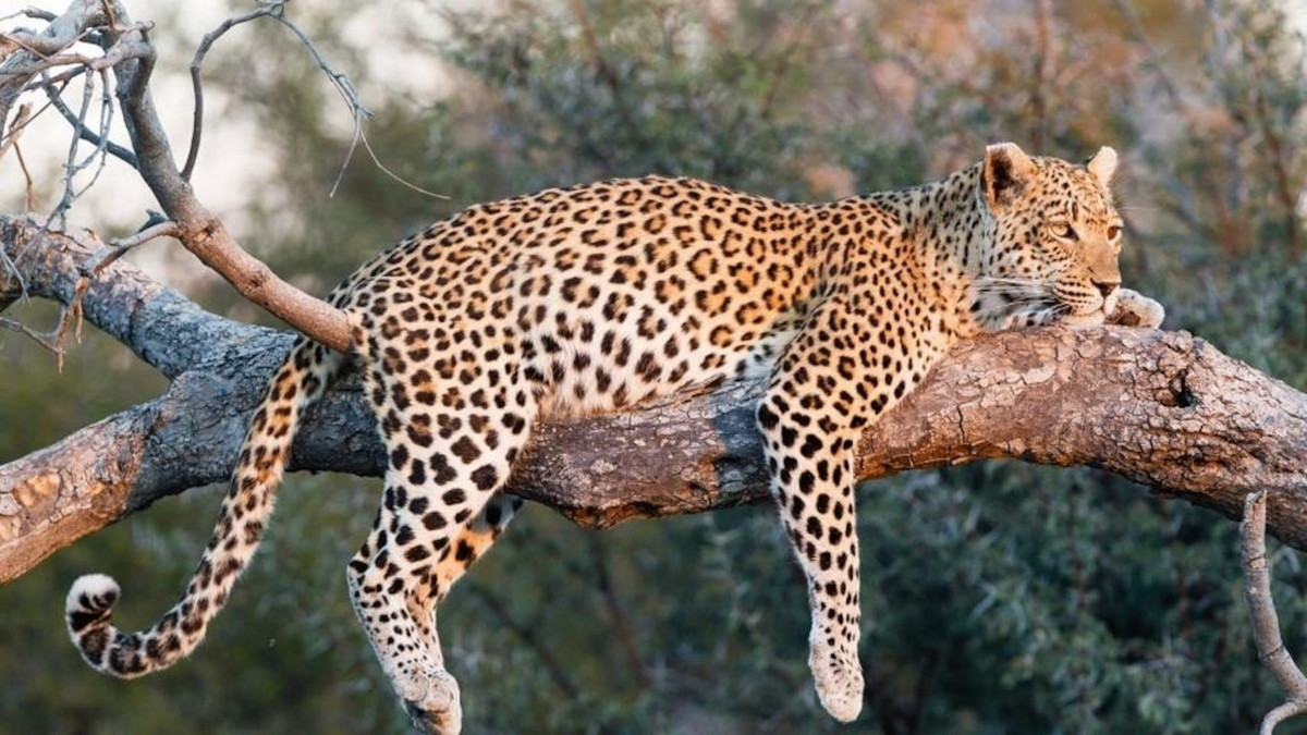 Sự khác biệt về kích thước hàm và cơ thể có thể là do báo đốm và báo hoa mai sống trong các môi trường khác nhau, do đó phải hạ gục những con mồi khác nhau, Don Moore, giám đốc Sở thú Portland, cho biết.