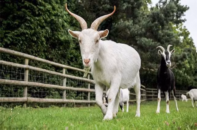 Đúng rằm tháng Chạp, cuộc sống của người tuổi Mùi sẽ bước vào thời kỳ tràn ngập hạnh phúc. Không chỉ có sự nghiệp thăng hoa, tiền tài rủng rỉnh mà họ còn may mắn có chuyện tình cảm rực rỡ.