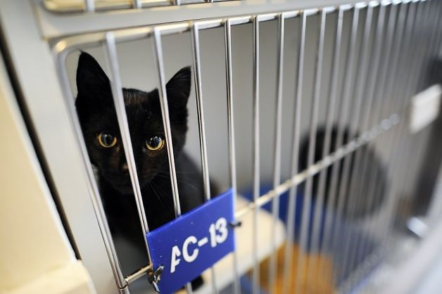 Những quan niệm sai lầm hiện đại về vận rủi: Ngay cả ngày nay, điều mê tín về mèo đen vẫn tồn tại và thật đáng buồn, chính mèo đen là loài phải chịu đau khổ nhiều nhất. Theo ASPCA, mèo đen được đưa vào các trại tạm trú và cứu hộ nhiều hơn mèo có màu lông khác. Mặc dù những chú mèo ma quái này chiếm phần lớn số mèo trong các cơ sở, nhưng chúng cũng chiếm một số lượng lớn được nhận nuôi. Ảnh:Oakland Animal Services