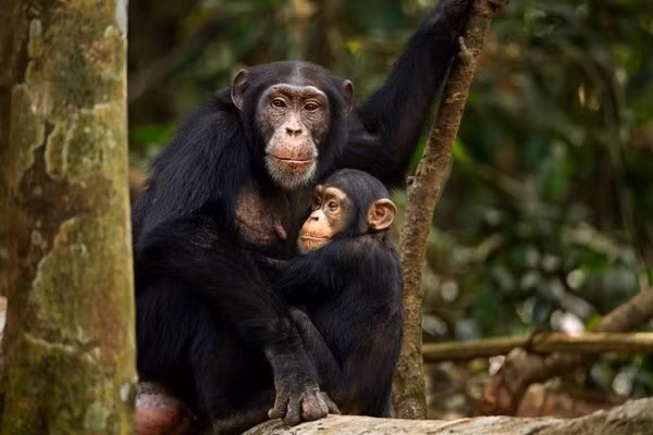 Badihi nói: “Điều thực sự thú vị là nó cho chúng ta thấy rằng giao tiếp là một quá trình hợp tác và gắn kết ở động vật. Có thể quá trình ngôn ngữ của con người thực sự đã tiến hóa sớm hơn nhiều so với chúng ta nghĩ”. (Ảnh: Scientific American)