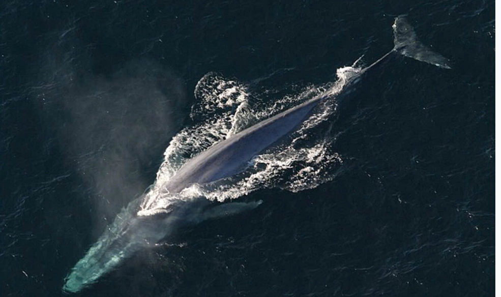 Cá voi xanh (Balaenoptera musculus): Động vật lớn nhất hành tinh. Cá voi xanh trưởng thành có thể đạt từ 22,8 đến 30,5 mét và nặng tới 136 tấn. Nó dài bằng một tòa nhà 8 đến 10 tầng và nặng bằng khoảng 112 con hươu cao cổ trưởng thành! (Ảnh Wikipedia).