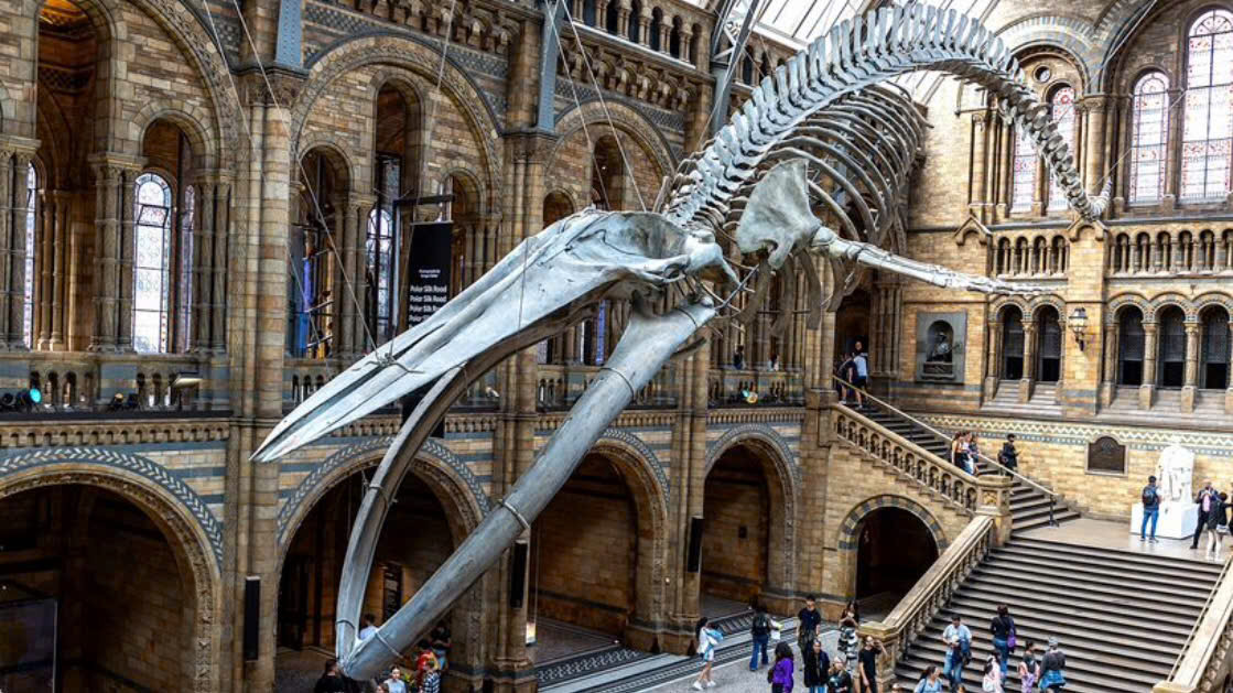 Cá voi xanh cái thường nặng hơn con đực. Con cá voi xanh lớn nhất cho đến nay là một con cái nặng 176.792 kg. (Ảnh: bộ xương cá voi xanh được treo ở sảnh chính của Bảo tàng Lịch sử Tự nhiên London, nguồn howstuffworks)