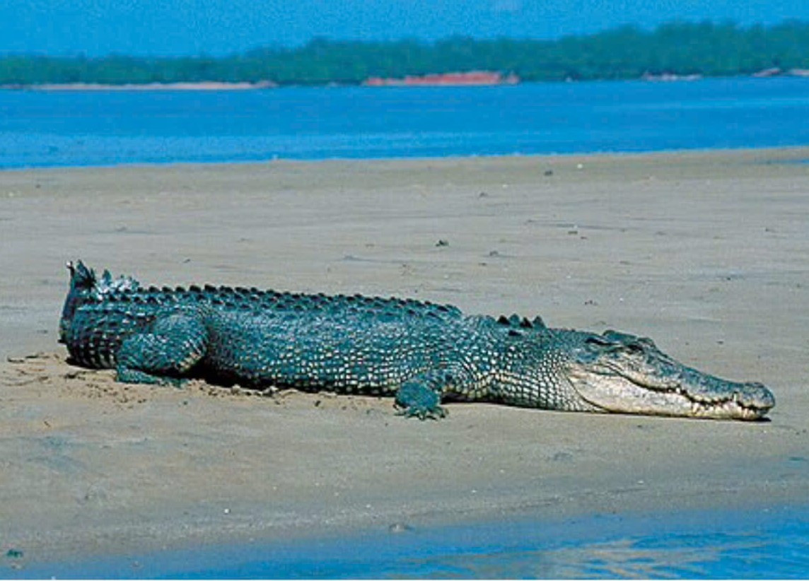 Cá sấu nước mặn (Crocodylus porosus): Loài bò sát lớn nhất còn sống. Là loài thú to lớn, nhiều răng, có nguồn gốc từ Đông Nam Á, bờ biển phía đông Ấn Độ, miền bắc Australia và Micronesia. (Ảnh: Wikipedia)
