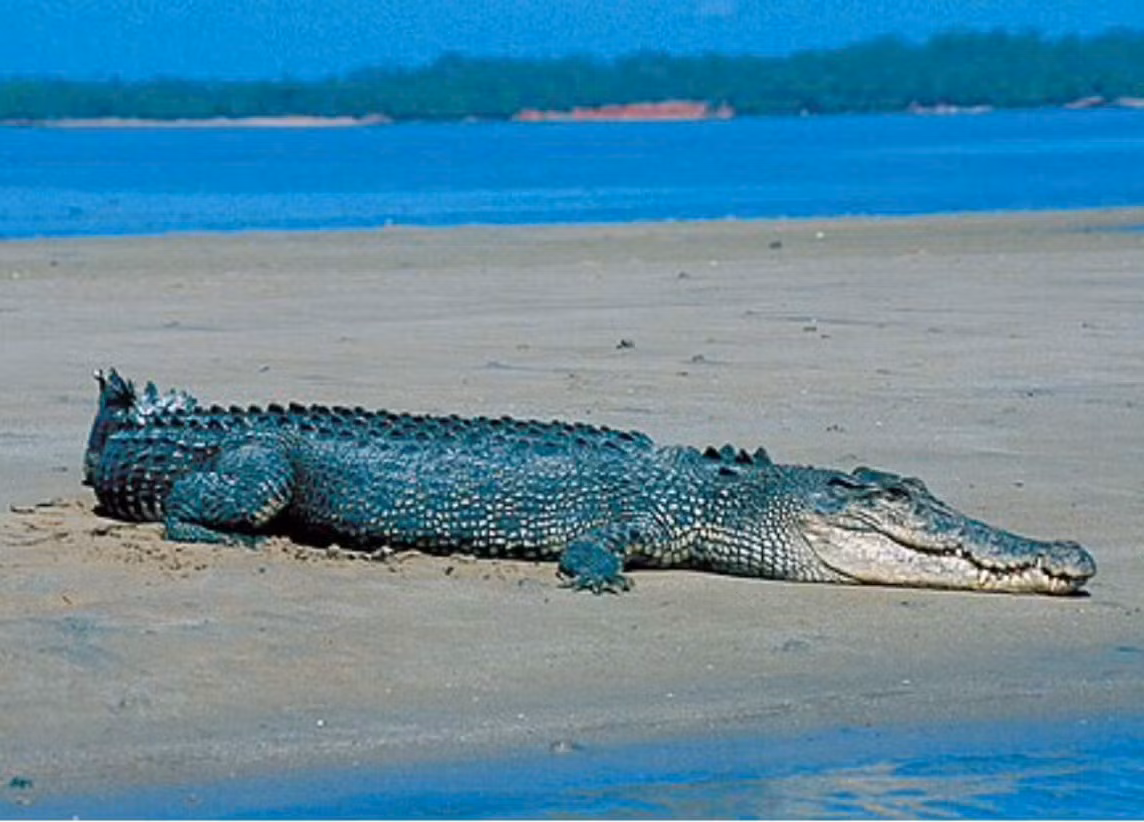 Cá sấu nước mặn (Crocodylus porosus): Loài bò sát lớn nhất còn sống. Là loài thú to lớn, nhiều răng, có nguồn gốc từ Đông Nam Á, bờ biển phía đông Ấn Độ, miền bắc Australia và Micronesia. (Ảnh: Wikipedia)