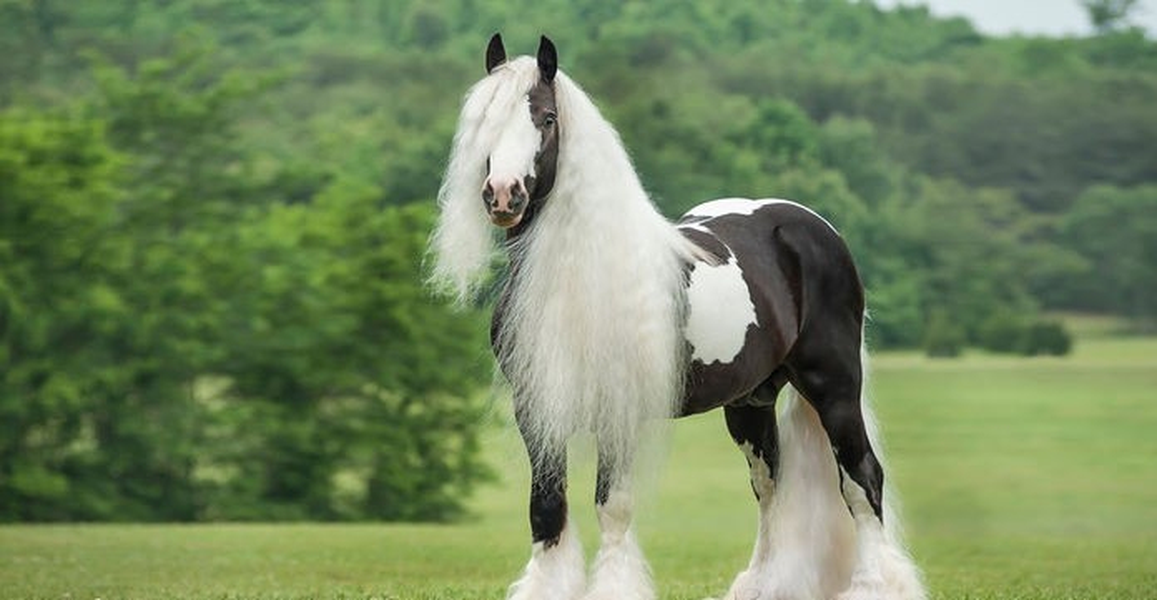 Ngựa Gypsy vanner có lông bờm và lông dài ở chân, bắt đầu từ gối trở xuống trông khá lạ mắt