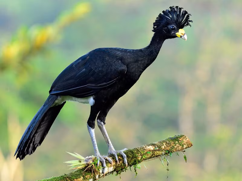 Chim Crax rubra sống ở vùng Trung Mỹ, cao khoảng một mét