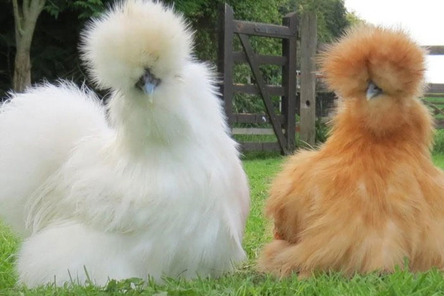 Gà silkie có vẻ ngoài vô cùng đáng yêu với bộ lông xù