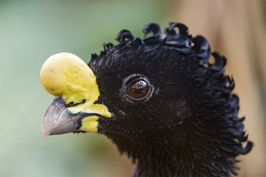 Đặc điểm nổi bật nhất của loài chim này là những lọn "tóc xoăn" nổi bật phía trên đầu