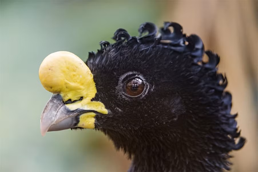 Đặc điểm nổi bật nhất của loài chim này là những lọn "tóc xoăn" nổi bật phía trên đầu