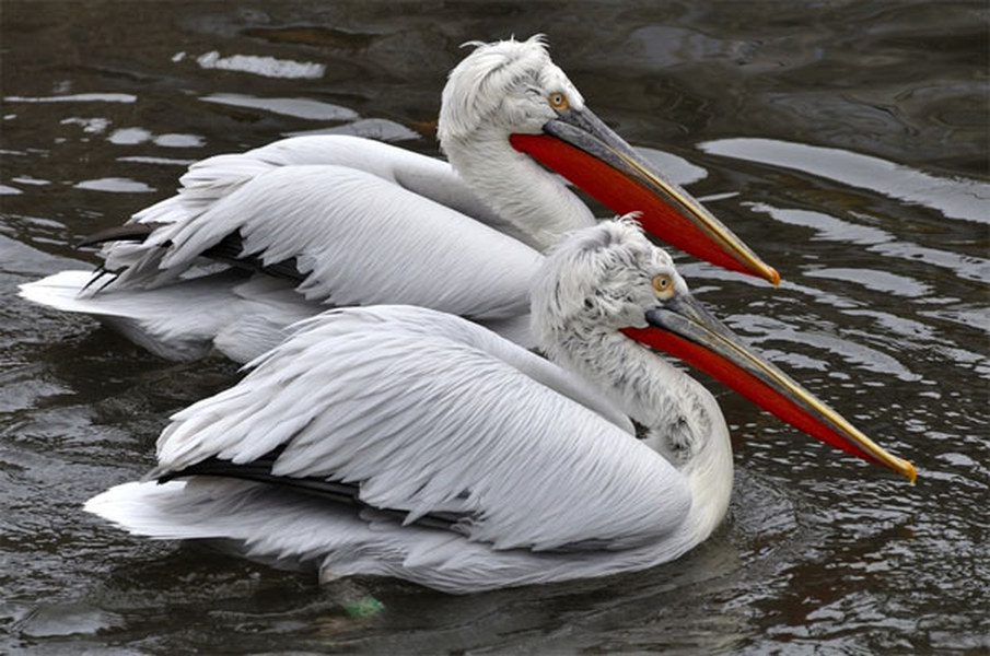 Bồ nông dalmatian có lông tơ trên đầu trông giống như bộ tóc giả