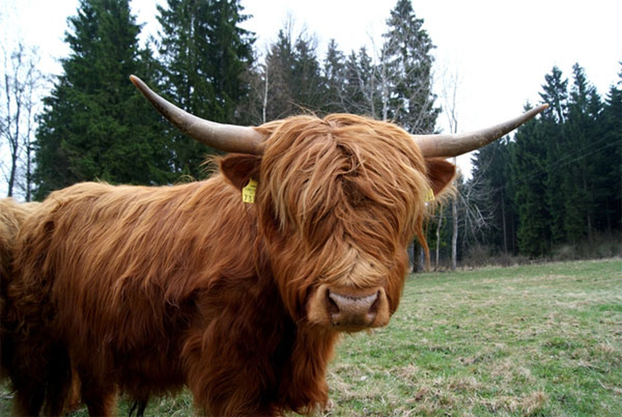 Cặp sừng đặc biệt và bộ lông dài nhất trong các loài bò của bò cao nguyên Scotland