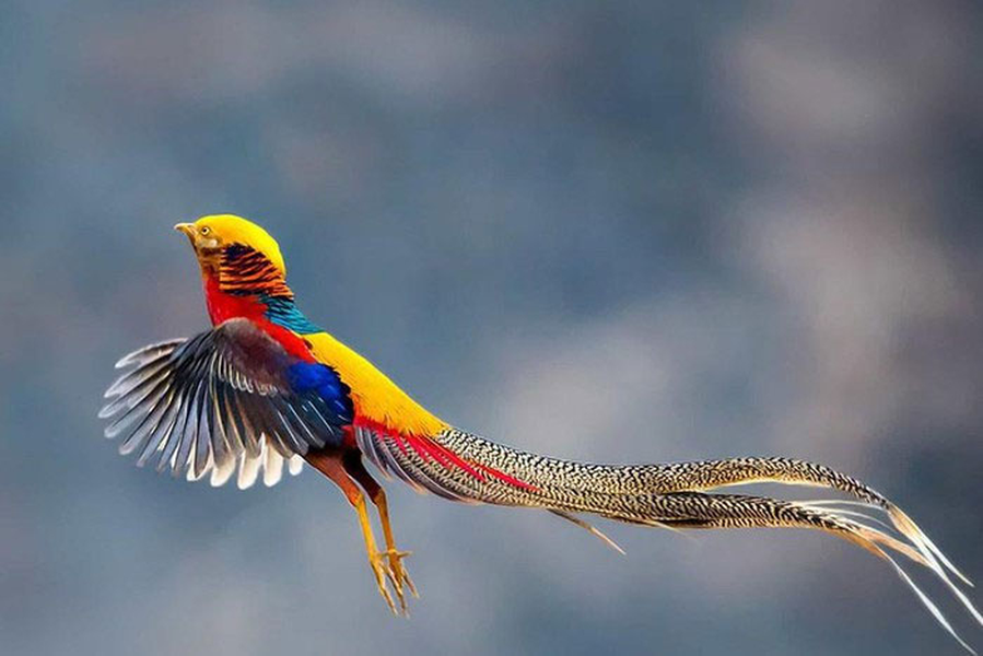 Chim trĩ vàng (chrysolophus pictus) trưởng thành có chiều dài 90–105 cm, đuôi của nó dài 2/3 tổng chiều dài cơ thể