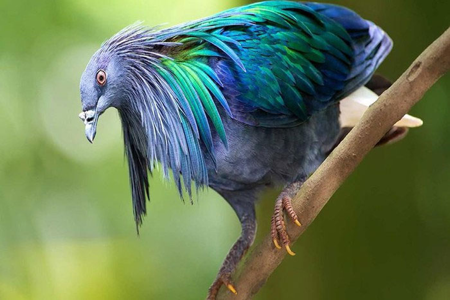 Loài bồ câu Nicobar có vẻ ngoài rực rỡ