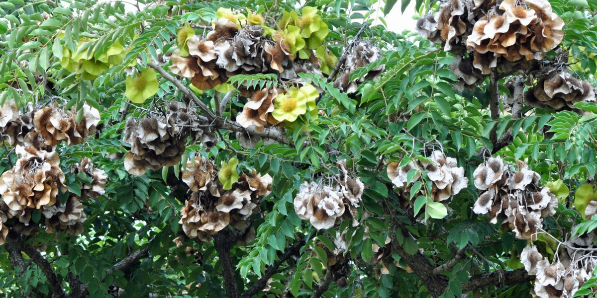 Các lá mọc so le, mọc đối, tương đối thưa với các lá chét cách đều nhau với các gân bên cong song song