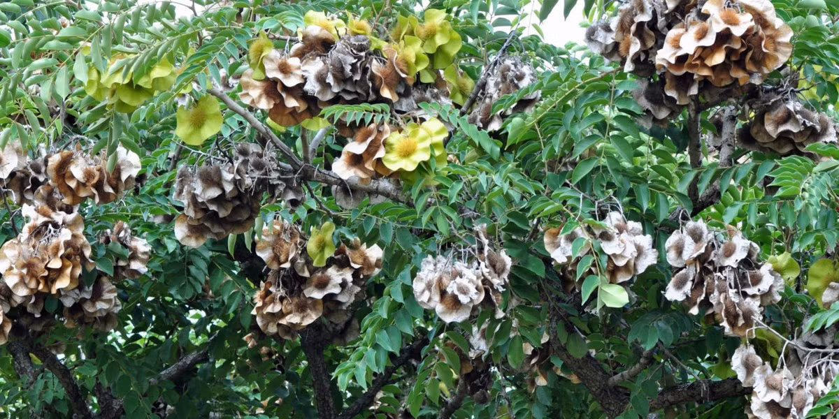 Các lá mọc so le, mọc đối, tương đối thưa với các lá chét cách đều nhau với các gân bên cong song song