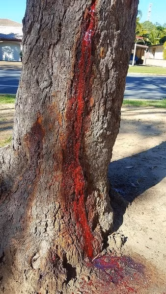 Pterocarpus angolensis có rất nhiều lợi ích về cả mặt kinh tế và y học: chữa các căn bệnh về mắt, dạ dày hay máu