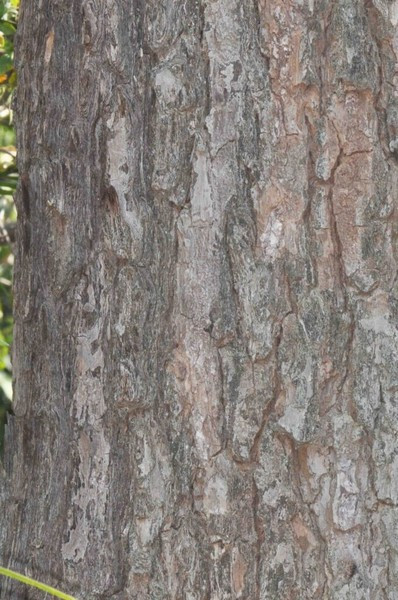 Gỗ của cây được sử dụng để tạo ra nhiều vật dụng có giá trị như dùng để đóng thuyền hay lát sàn